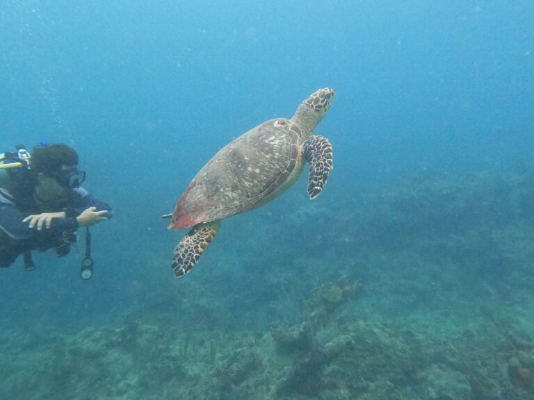 Mexico Turtle